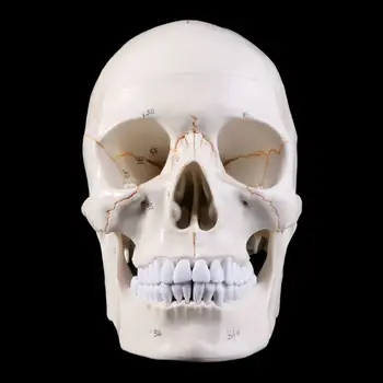 Модель человеческого черепа в натуральную величину Анатомический скелет для медицинского обучения для Hea