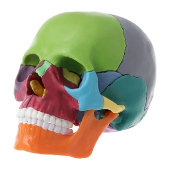 15 шт. / компл. Набор моделей черепа в Разобранном виде Модель Черепа Цветная Анатомическая модель черепа Съемный учебный инструмент