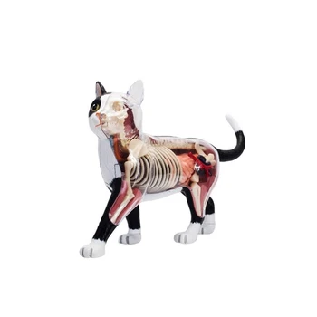 Анатомическая модель органов животных 4D Игрушка для сборки интеллекта кошки, обучающая анатомическая модель научно-популярных приборов DIY